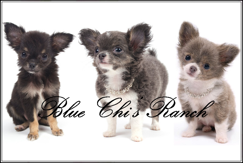 Blue Chi's Ranch Chihuahuas - Winnie, Fiona & Myrtille